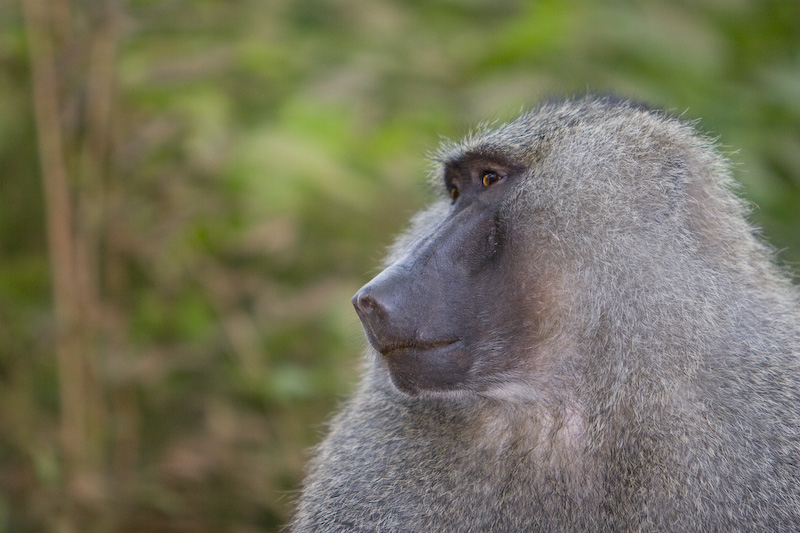 Olive Baboon